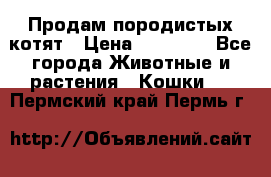 Продам породистых котят › Цена ­ 15 000 - Все города Животные и растения » Кошки   . Пермский край,Пермь г.
